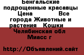 Бенгальские подрощенные красавцы. › Цена ­ 20 000 - Все города Животные и растения » Кошки   . Челябинская обл.,Миасс г.